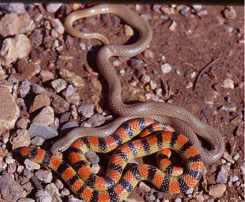 two color phases Ground Snakes