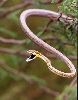 Vine Snake smiles for photo, AZ