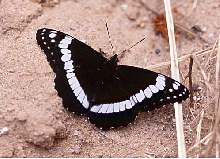 Weidemeyer Admiral Butterfly, AZ
