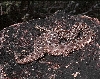 Western Massasauga