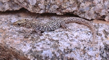 Night Lizard