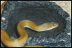 Lamprophis sp.