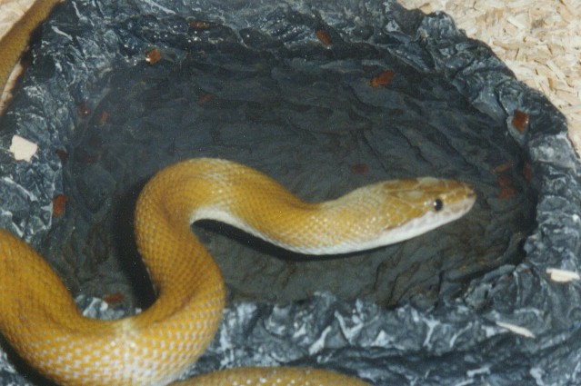 Lamprophis sp.