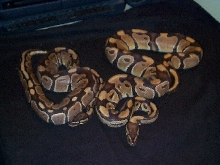 pythons