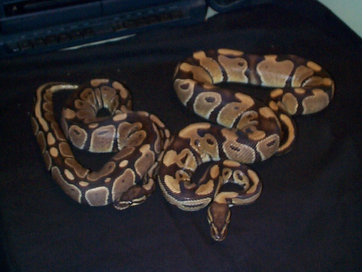 pythons