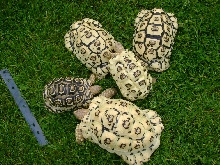 our leopards