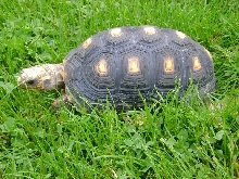 talula our our redfoot