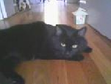 My cat Elvis