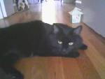 My cat Elvis