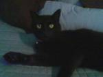 Trixie