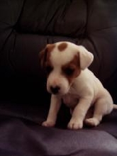 my new jack russell