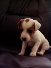 my new jack russell