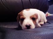 shelby sleeping
