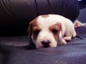 shelby sleeping