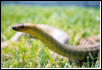 Male Western Woma