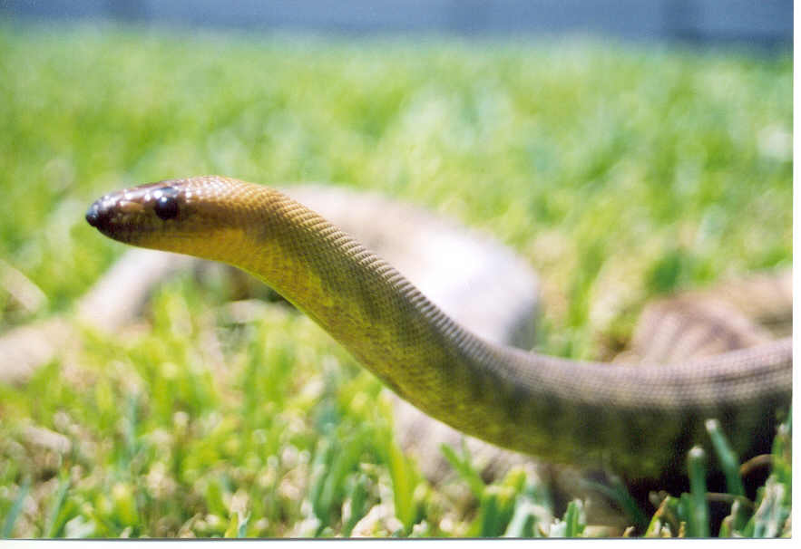 Male Western Woma
