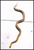 Male Western Woma