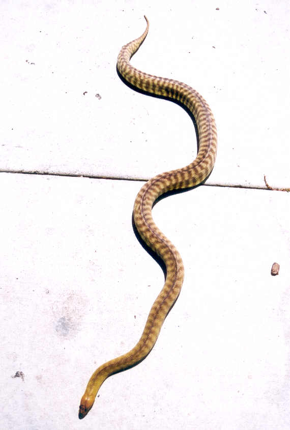 Male Western Woma
