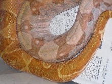 08 Red Pastel hypo hog island- tail shot