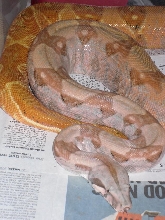 08 Red pastel hypo hog island