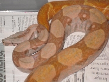 08 red pastel hypo hog island fem