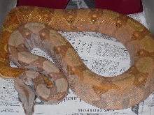 08 Fem Red Pastel Hypo Hog Island