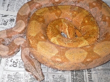 Red Pastel Hypo Hog with better light