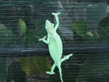 fat little montium female