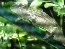 Elliot female birthing