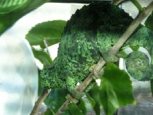 gravid jackson