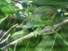 fischer male