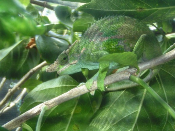 fischer male