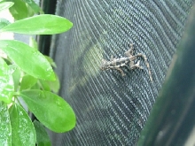 climbing jack