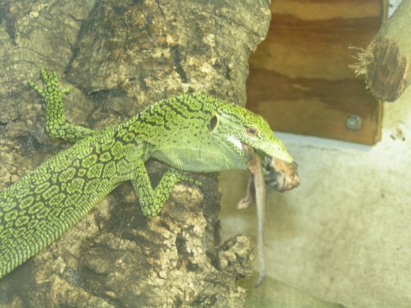 kordensis2