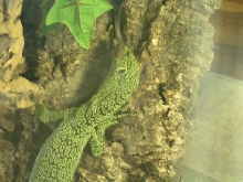 kordensis2
