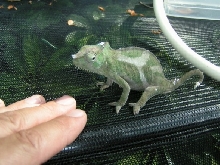 baby quad male growing