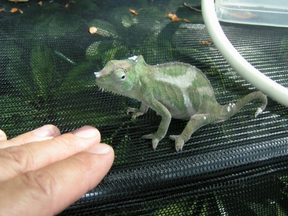 baby quad male growing