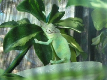 montium baby
