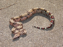 My Suriname at a year old!