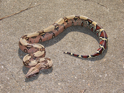 My Suriname at a year old!