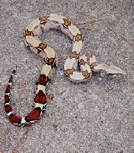 Nice pattern and colors. Has changed since this was shot but really shows p