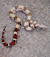 Nice pattern and colors. Has changed since this was shot but really shows p