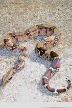 Suriname male looking for next season
