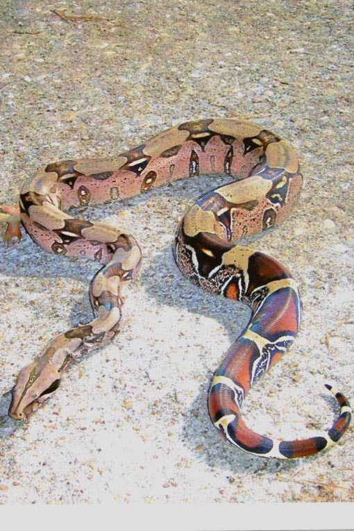 Suriname male looking for next season