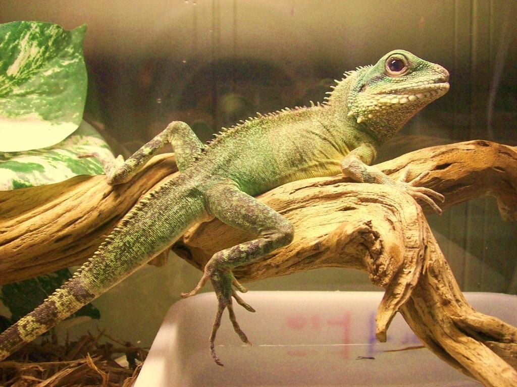 DROCO THE DRAGON