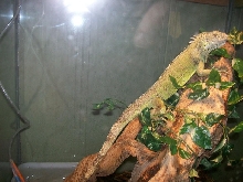 KONG THE IGUANA