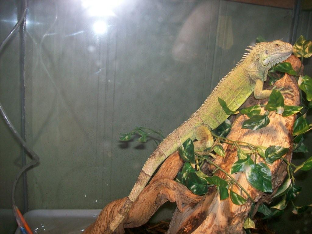 KONG THE IGUANA