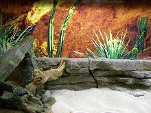 LEOPARD GECKO CAGE