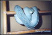 Blue Aru female