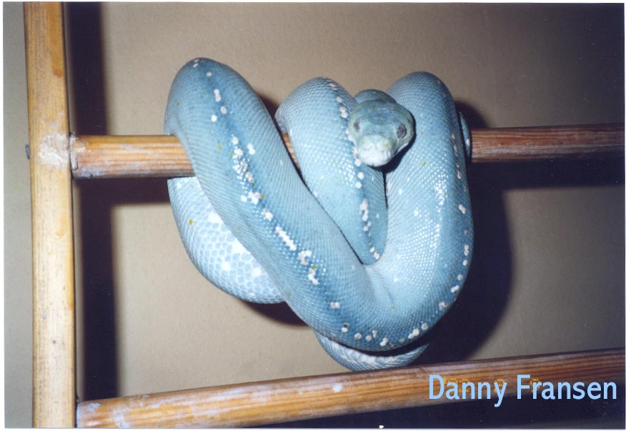 Blue Aru female